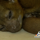 Image for article titled 99-Year-Old Lady Wakes Up to Find a Kinkajou Chilling on Her Chest, Like, 'Hey, Girl'